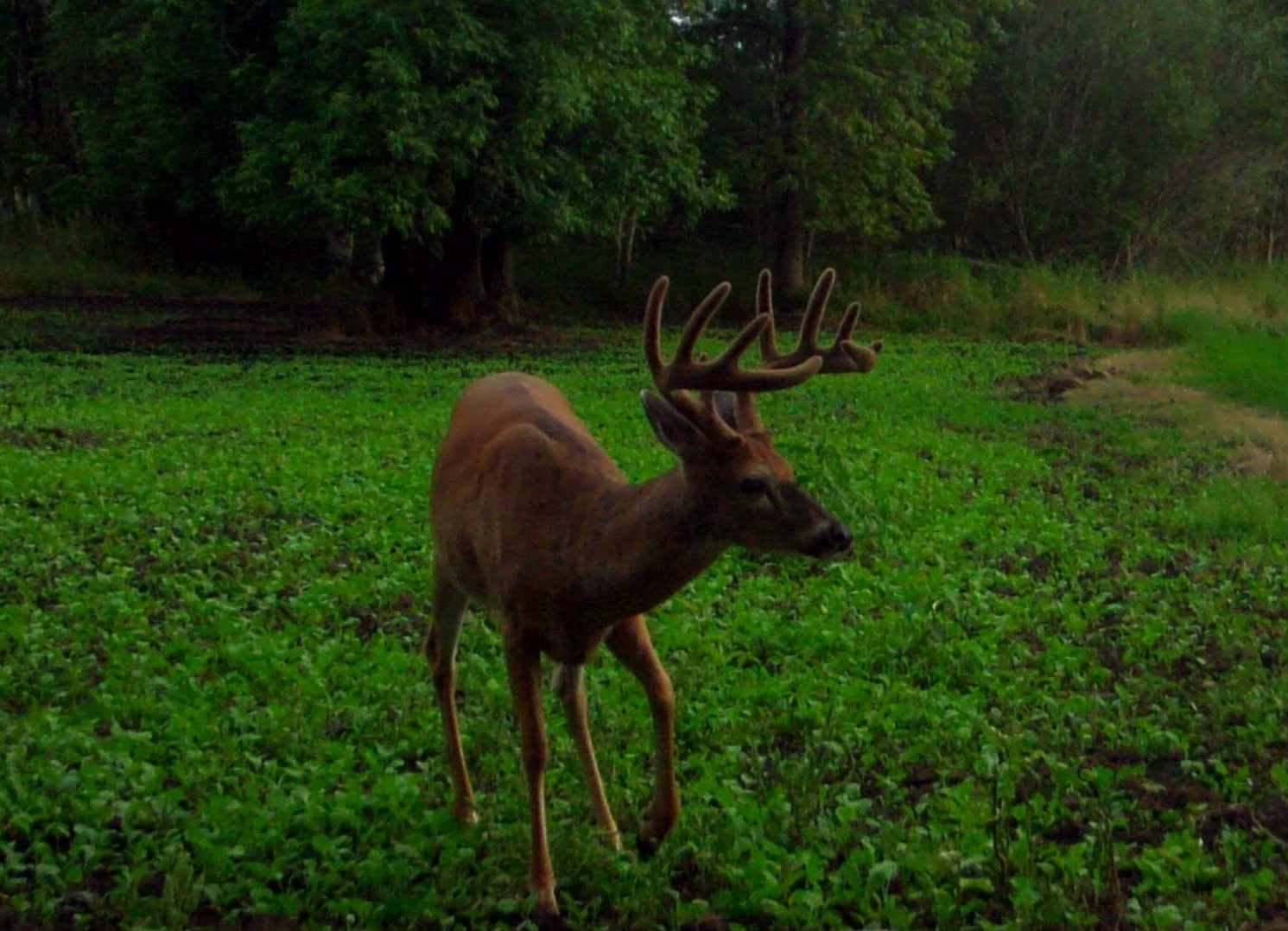 Fertilizing Food Plots - It's Your Money.  Use it Wisely.